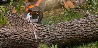 Davidson, NC Tree Removal Services Company