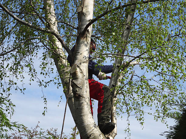 How Our Tree Care Process Works  in  Davidson, NC